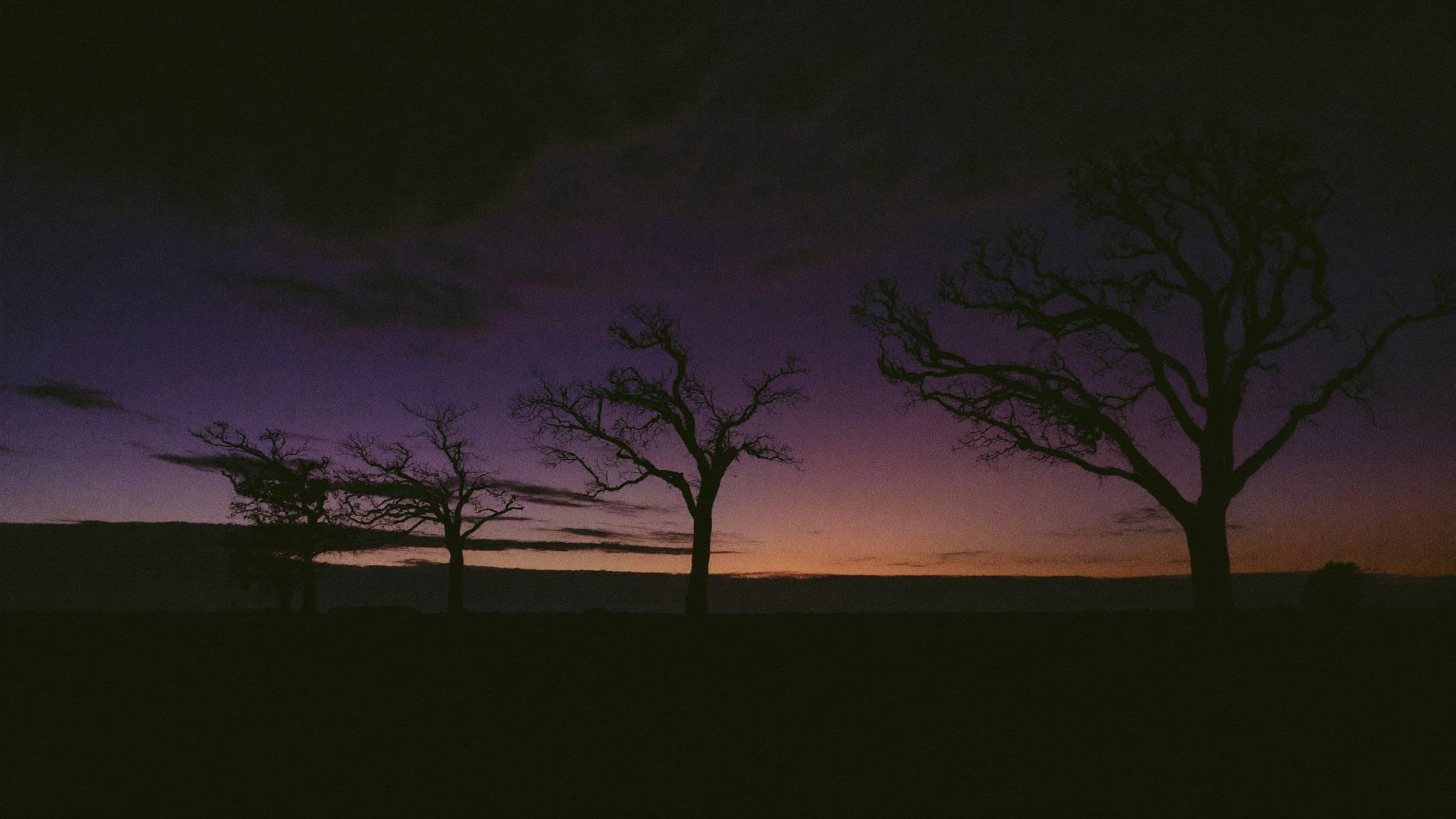 Lisière d'une forêt sous un ciel nocturne brumeux